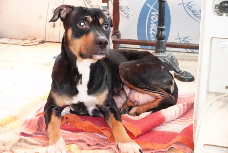 Fundmeldung Hund rassenmischung  Weiblich , 2 Jahre Cour-Maugis-sur-Huisne Frankreich